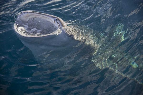 Indonesia, Papua, Cenderawasih Bay Whale shark